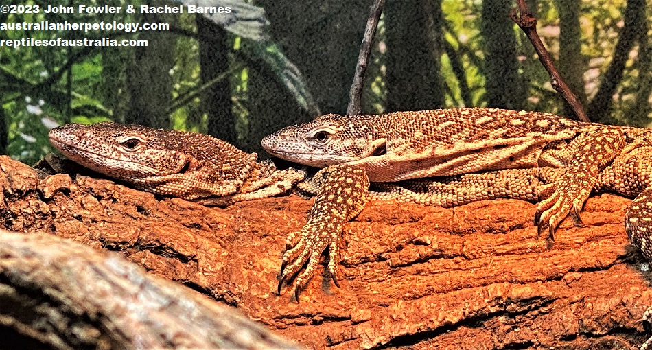 Spotted Tree Monitor (Varanus similis) ("pellewensis" form) photographed at the Cairns Aquarium, Qld.
